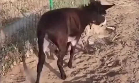 Cú cắn nhớ đời: Lừa dạy linh cẩu bài học vì... chọn nhầm đối thủ