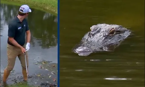 Khoảnh khắc cá sấu ‘khủng’ rình rập người chơi golf