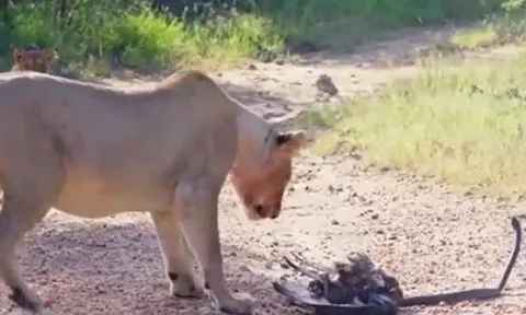 Đại bàng bị rắn mamba đen siết nghẹt, sư tử bất ngờ lao đến 'giải cứu'