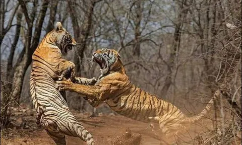 Hổ dữ ‘tương tàn’ khốc liệt để tranh giành lãnh thổ