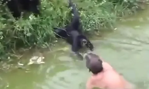 Say rượu trèo vào chuồng trêu khỉ, người đàn ông phải đi bệnh viện cấp cứu