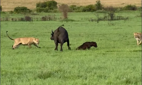 Trâu rừng húc sư tử ngã nhào để bảo vệ con