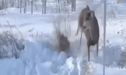 Lén tập kích nai giữa trời tuyết, linh miêu phải trả giá đắt