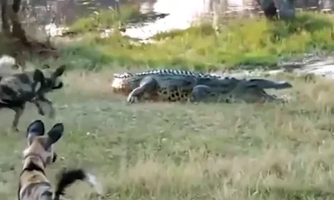 'Sát thủ đầm lầy' tung đòn chí mạng, 10 con chó hoang không dám phản kháng