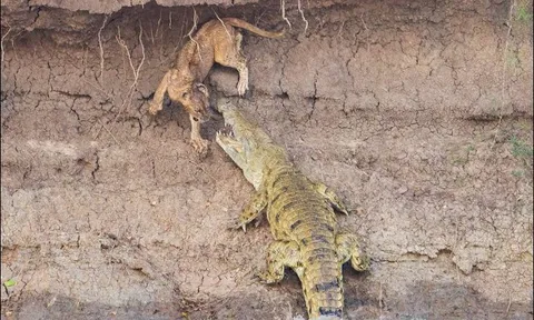 Sư tử mất mạng khi bị bầy cá sấu tấn công liên hoàn