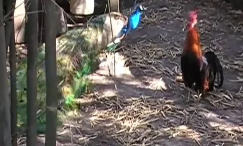 Chim công hung hăng năm lần bảy lượt gây sự, gà phượng hoàng khốn khổ rút lui