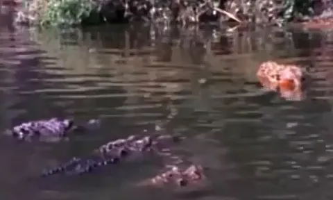 Báo đốm sa chân vào ổ cá sấu, bị xé xác tàn nhẫn giữa dòng sông