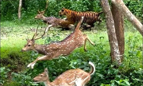 ‘Chúa sơn lâm’ ẩn nấp tài tình, lao ra hạ sát hươu trong nháy mắt