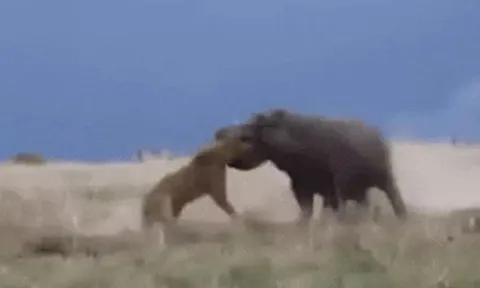 Đang nghỉ yên bị làm phiền, hà mã nổi điên ngoạm đầu sư tử rồi ném như đồ chơi