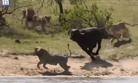 Một mình chống lại cả sư tử lẫn cá sấu, trâu rừng tạo nên kỳ tích  khó tin