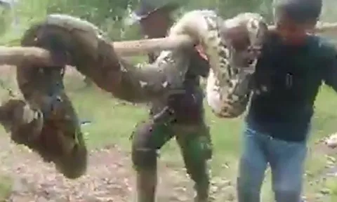 Giây phút sinh tử: Bị trăn dài hơn 4 mét tấn công, nhóm trai làng vùng dậy bắt sống