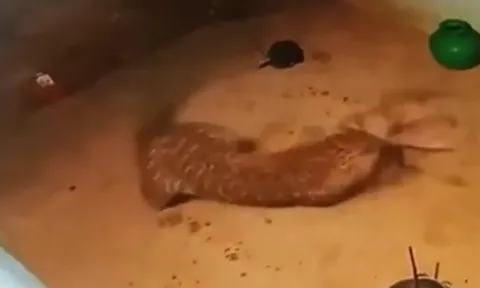 Báo hoa mai lẻn vào làng giữa đêm, ngoạm cổ chó nhà lôi đi trong chớp mắt