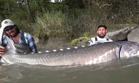 Giây phút kịch tính: Cần thủ câu được cá tầm dài hơn 3m, nặng 258kg