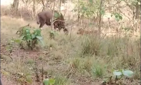 Gia đình hổ hợp sức hạ sát bò tót khổng lồ