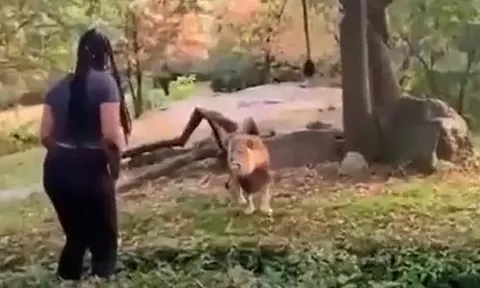 Cô gái coi thường mạng sống, vượt rào trêu sư tử giữa vườn thú