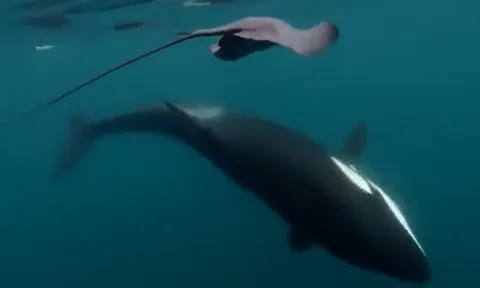 Bất ngờ bị cá voi sát thủ ‘tát lật mặt’, cá đuối choáng váng giữa đại dương