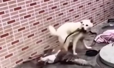 Bị trói chân, ngỗng vẫn hung hăng tấn công chó dữ dội