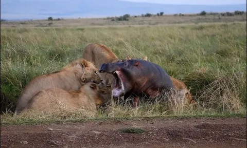 Hà mã chết thảm khi bị 5 con sư tử ‘xâu xé’