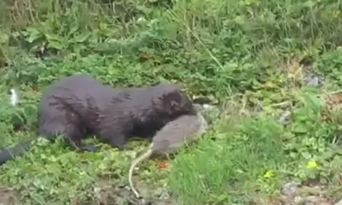 Rái cá tung đòn chớp nhoáng, chuột cống chống trả tuyệt vọng bên bờ sông