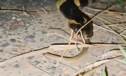 Thấy người tới gần, rắn cạp nong vội 'nuốt trọn' đồng loại rồi biến mất vào bụi rậm