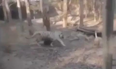 Đụng độ ngỗng, hổ dữ nhận cái kết đáng xấu hổ