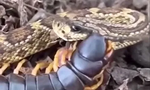 Chủ động tấn công rết khổng lồ, rắn độc trả giá bằng cả mạng sống