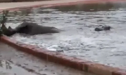 Hà mã nghĩa hiệp giải cứu tê giác mắc kẹt dưới hồ nước