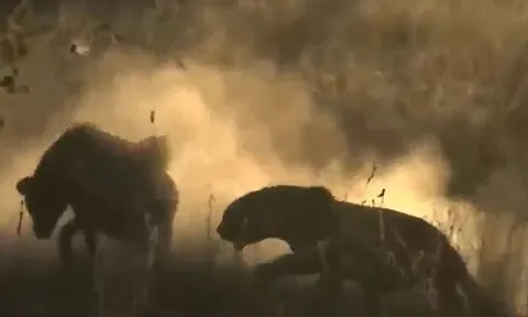 Linh cẩu gặp 'quả báo', bị báo hoa mai phục kích cướp mất miếng ăn