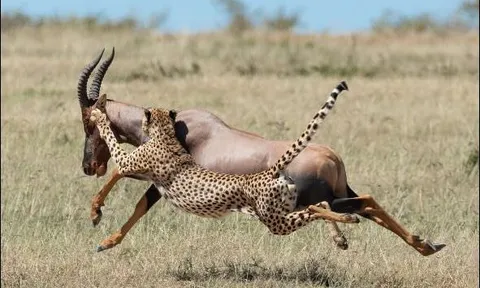 Cảnh tượng kịch tính nơi hoang dã: ‘Ngũ hổ’ báo săn bao vây đoạt mạng linh dương topi