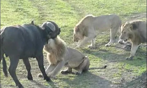 Trâu rừng chiến đấu ngoan cường giành sự sống khi bị sư tử cắn vào cổ