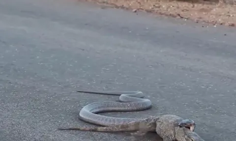 Cuộc truy đuổi nghẹt thở giữa rắn hổ mang và kỳ đà ngay trên đường