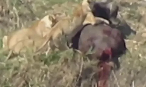 Bị 4 con sư tử cắn xé, trâu rừng vẫn có màn 'lật kèo' khiến kẻ đi săn bỏ mạng