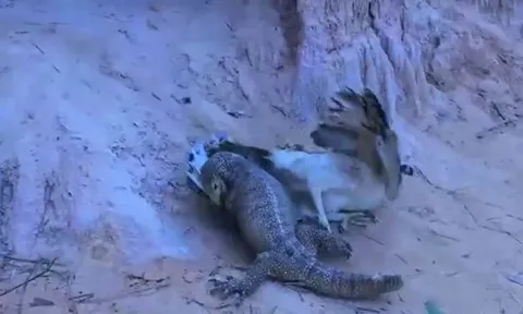 Từ thợ săn thành kẻ chạy trốn - màn đối đầu hiếm có giữa đại bàng và kỳ đà