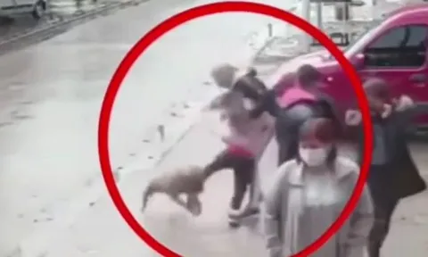 Bé gái 7 tuổi bị chó pitbull tấn công giữa phố, hàng chục người liều mình giải cứu