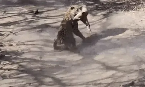 Nằm nghỉ ven đường, chó nhà bị báo hoa mai phục kích chớp nhoáng và cái kết