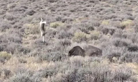 Thỏ thoát chết ngoạn mục trước đại bàng, cú vồ hụt khiến 'chúa tể bầu trời' sấp mặt