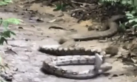 Rắn hổ mang chúa phục kích trăn giữa đường mòn, cú cắn chí mạng khiến ai cũng sốc