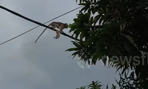 Khỉ hoang táo tợn ‘bắt cóc’ mèo con, mang lên dây điện khiến dân làng hốt hoảng