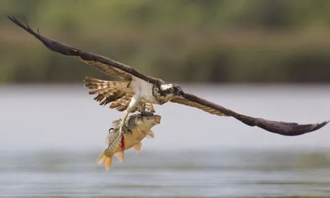 Khoảnh khắc rợn người: Chim ưng biển tấn công cá chép ở tốc độ 128 km/h