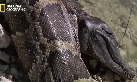 Vừa nuốt cá sấu xong, trăn khủng chết tức tưởi vì lý do khiến ai cũng rùng mình