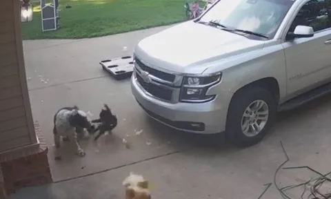 Mèo 'xuất chiêu' cứu gà, khiến chó dữ phải tháo chạy