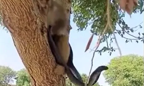 Rắn hổ mang im lặng chịu trận khi bị khỉ bắt lên cây trêu đùa