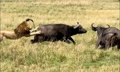 Đàn trâu dũng cảm phản công khiến bầy sư tử hoảng loạn tháo chạy