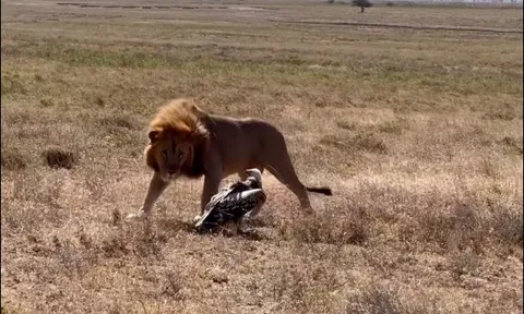 Sư tử đực hiên ngang đối đầu bầy linh cẩu, nhưng ‘bất lực’ khi chạm trán kền kền