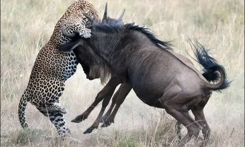 Báo hoa mai nhẹ nhàng hạ sát linh dương đầu bò đang nghỉ trưa