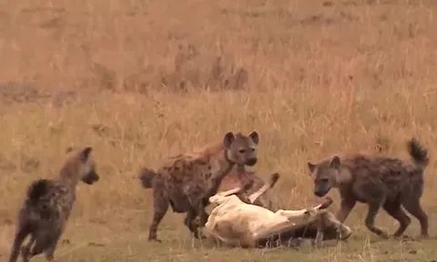 Bầy linh cẩu hợp sức quật ngã, xé xác bê con lạc đàn giữa thảo nguyên