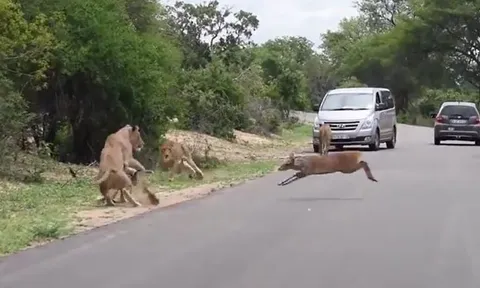 Hoảng loạn bỏ chạy, hươu đực lao đầu vào 'thiên la địa võng' của bầy sư tử
