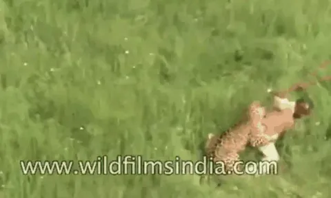 Báo hoa mai bị vây bắt, vùng dậy tấn công người rồi gục ngã dưới làn đạn kiểm lâm