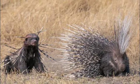 Liều lĩnh tấn công nhím, lửng mật bị đối thủ biến thành ‘quả cầu gai’