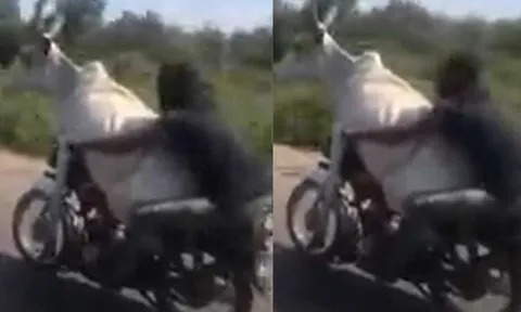 Người đàn ông khiến ai nấy tròn mắt khi chở bò ngồi trước xe máy